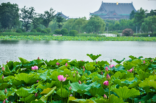 莲池湖