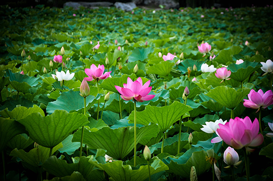 莲池湖