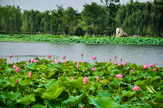 莲池湖